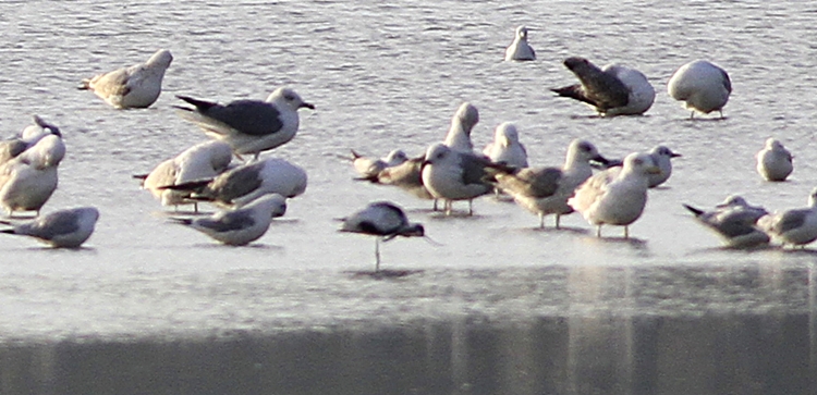 Pied Avocet