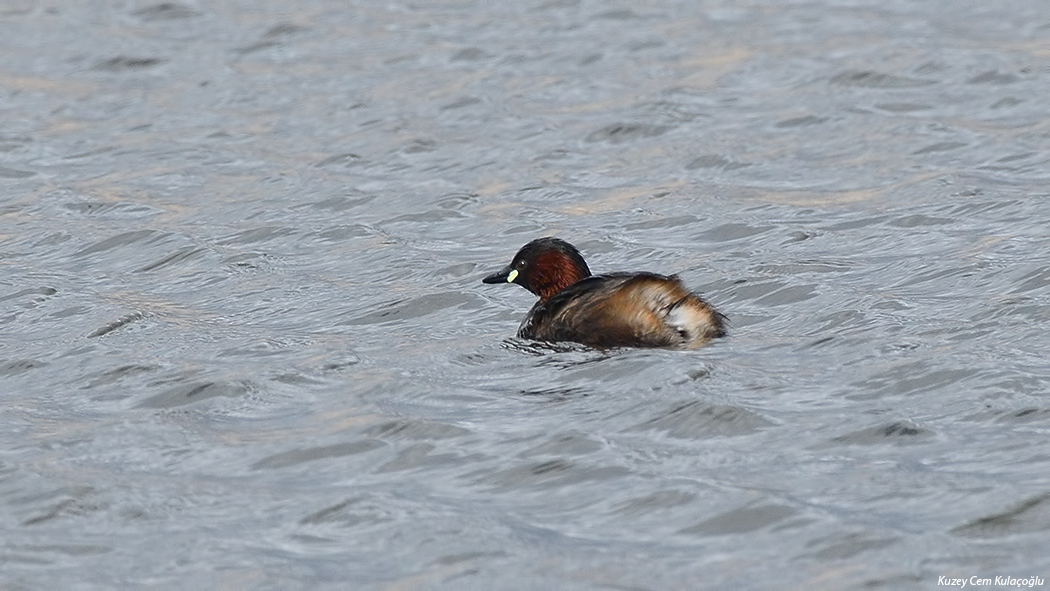 Little Grebe