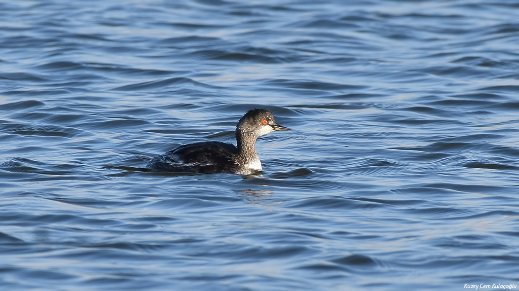 Black-necked Grebe