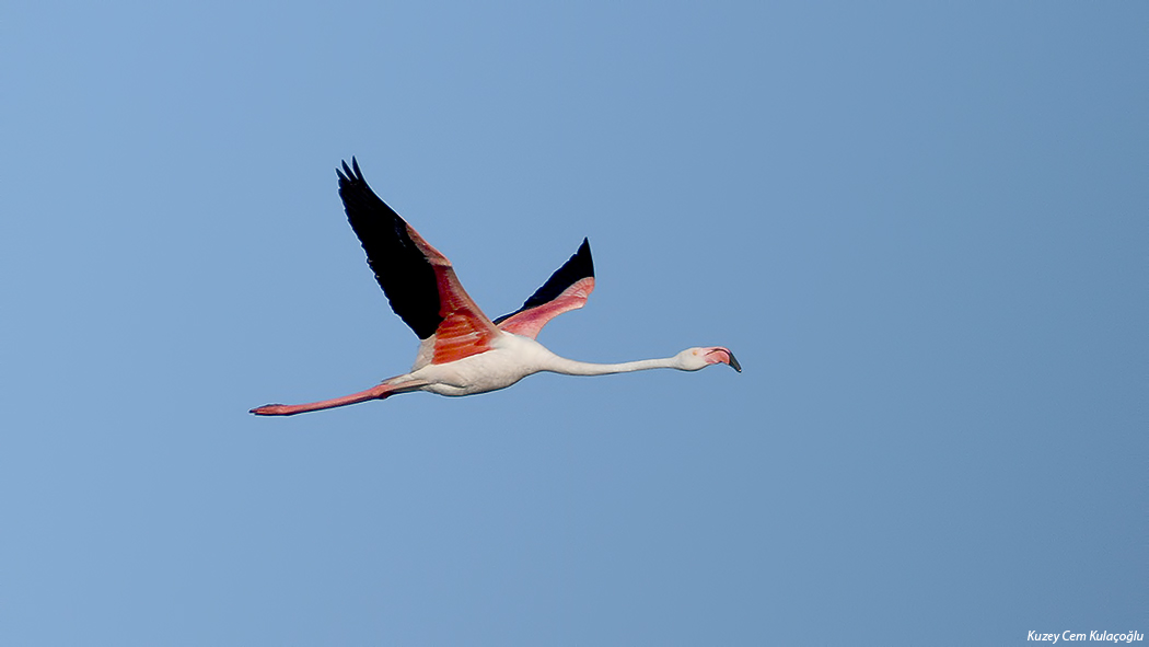 Greater Flamingo