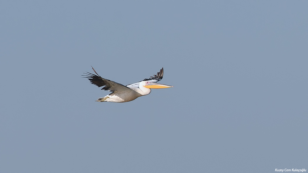Great White Pelican