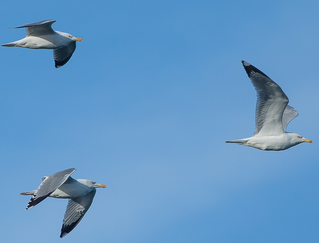 European Herring Gull