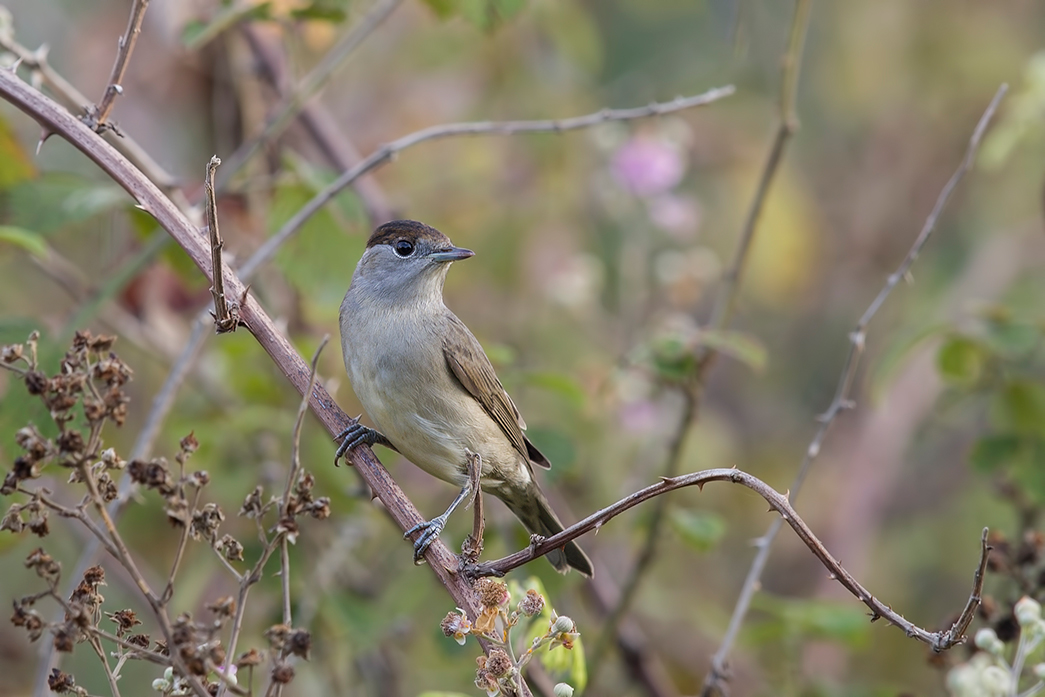 Eurasian Blackcap