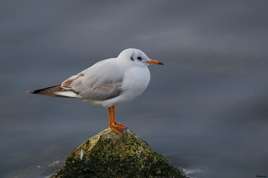Black-headed Gull