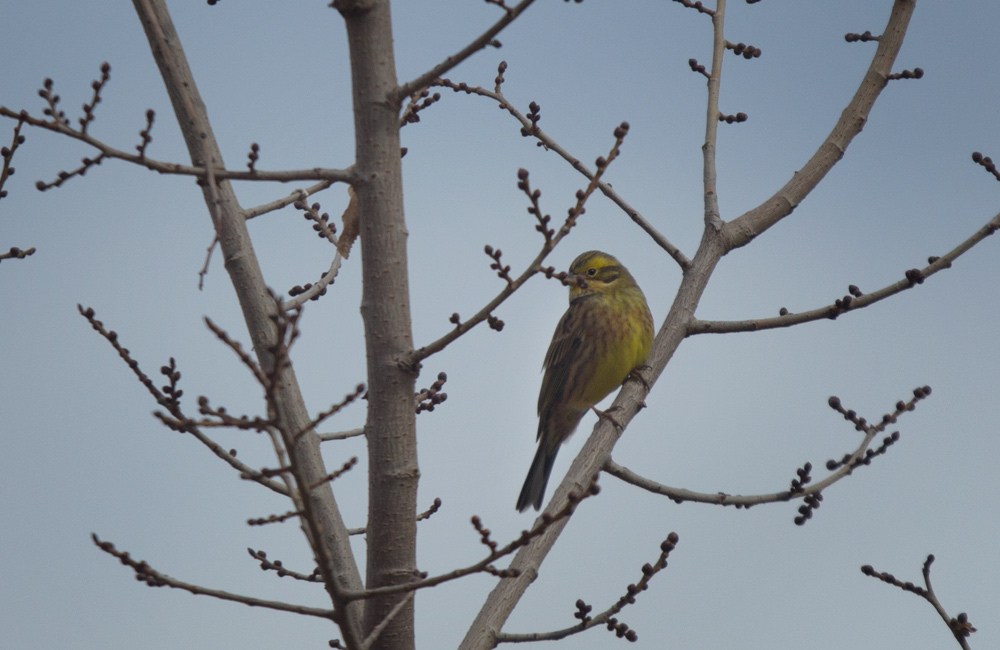 Yellowhammer