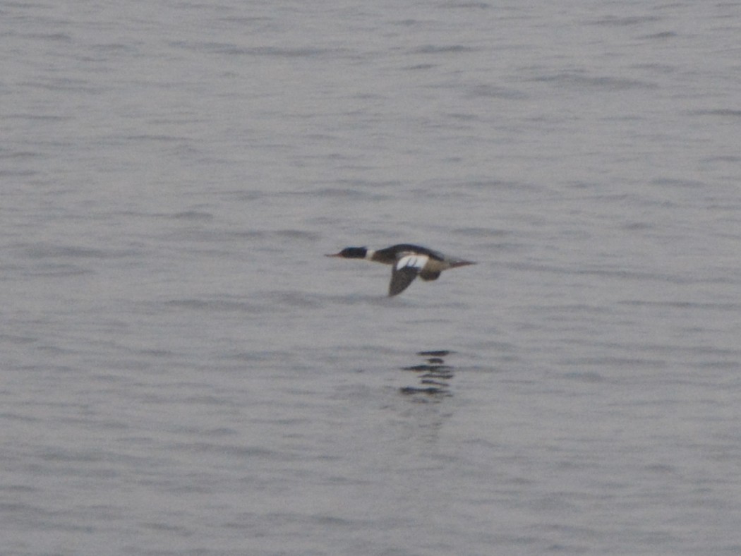 Red-breasted Merganser