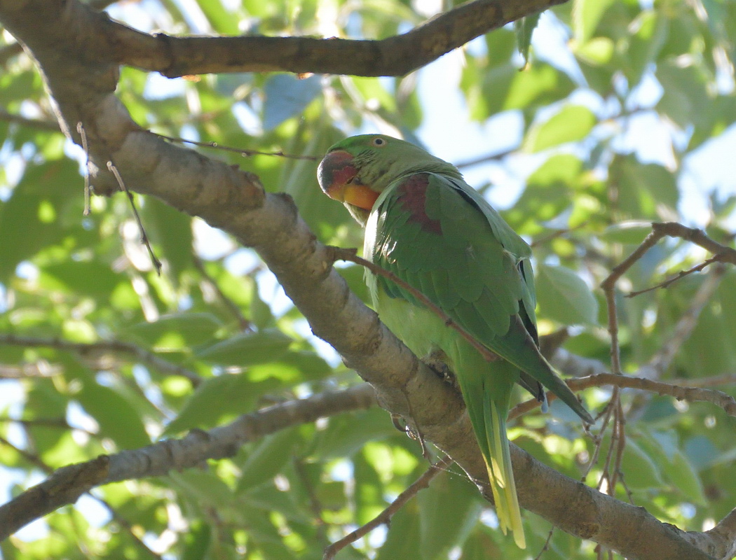 Alexandrine Parakeet