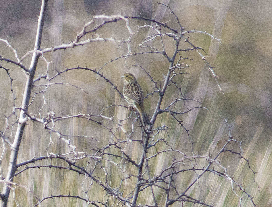Yellowhammer