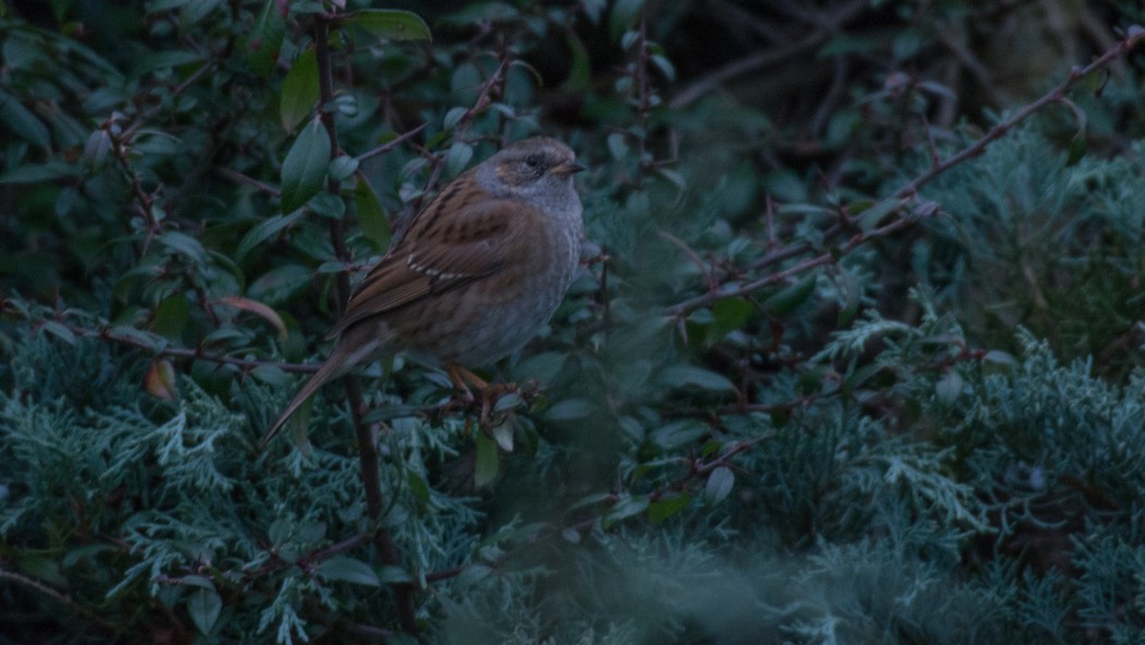 Dunnock