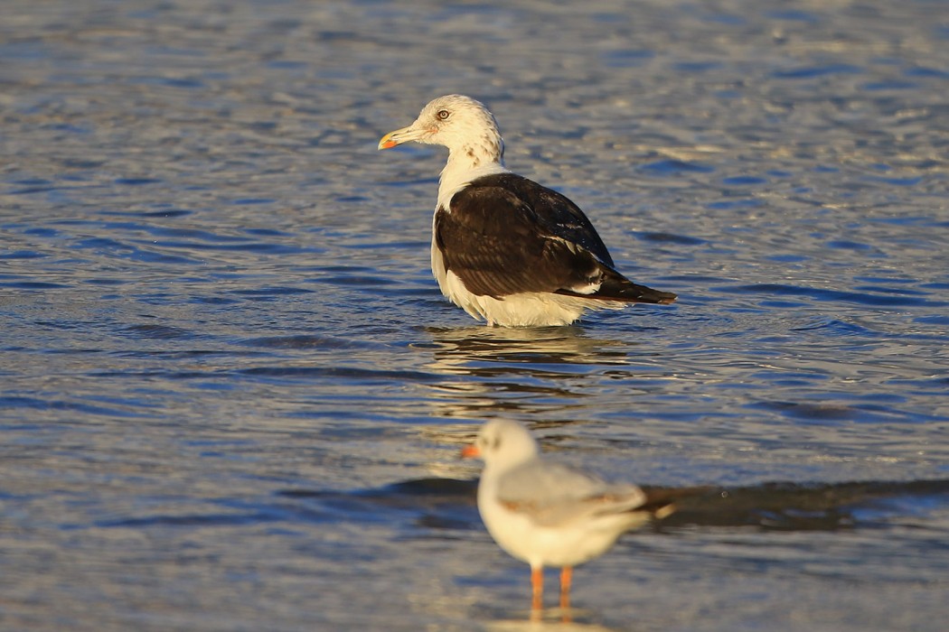 Lesser Black-backed Gull