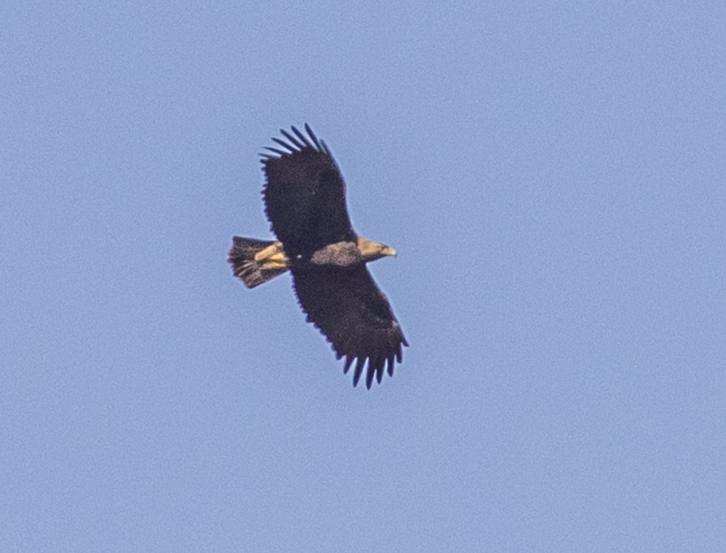 Eastern Imperial Eagle