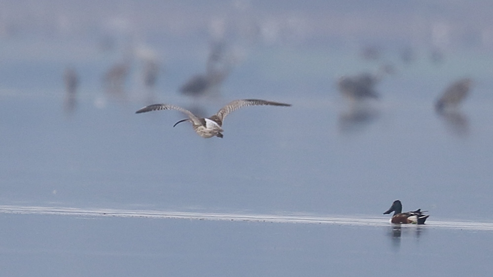 Eurasian Curlew