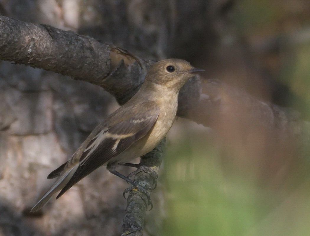 Semicollared Flycatcher