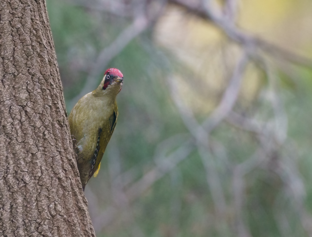 European Green Woodpecker