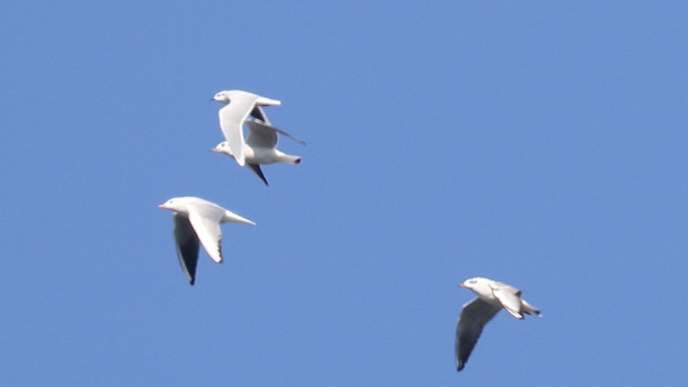 Little Gull