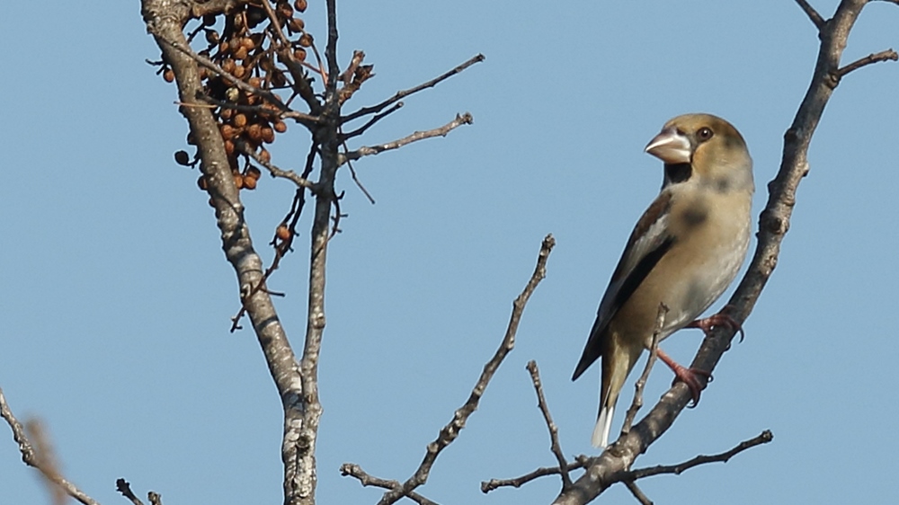 Hawfinch