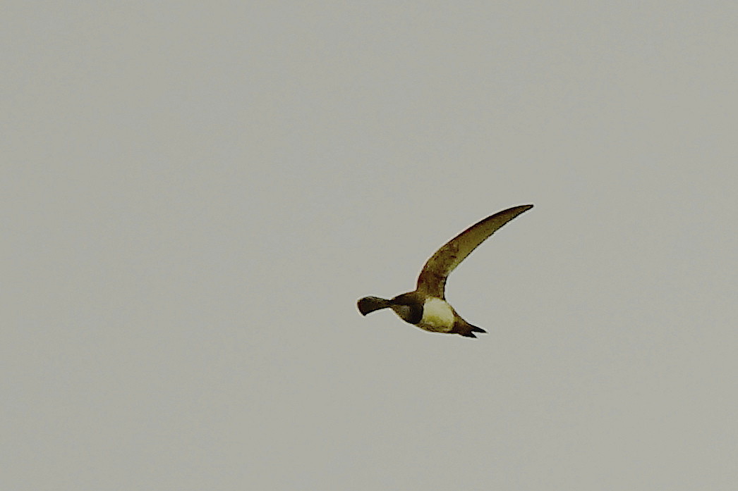 Alpine Swift