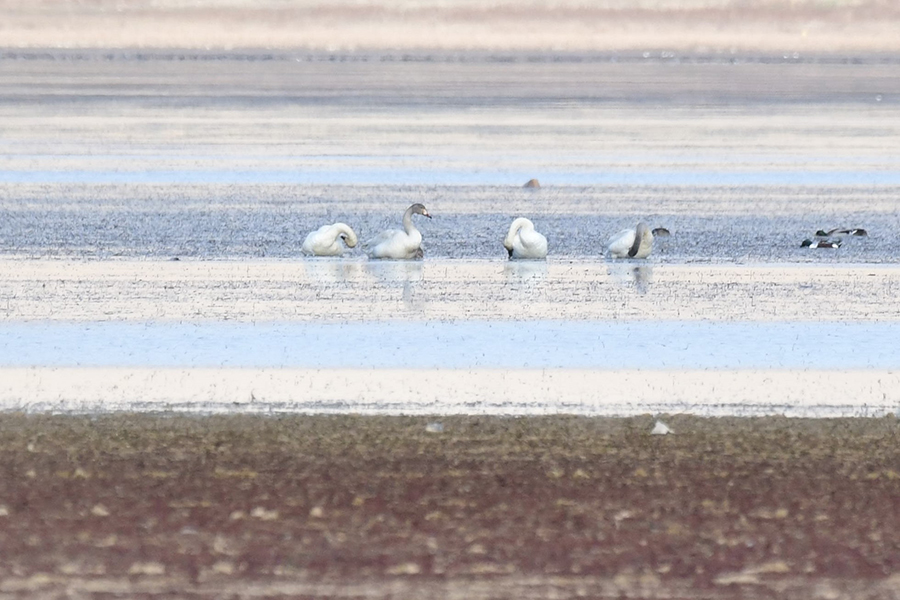 Tundra Swan