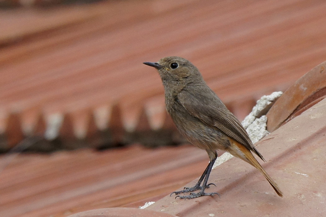 Black Redstart