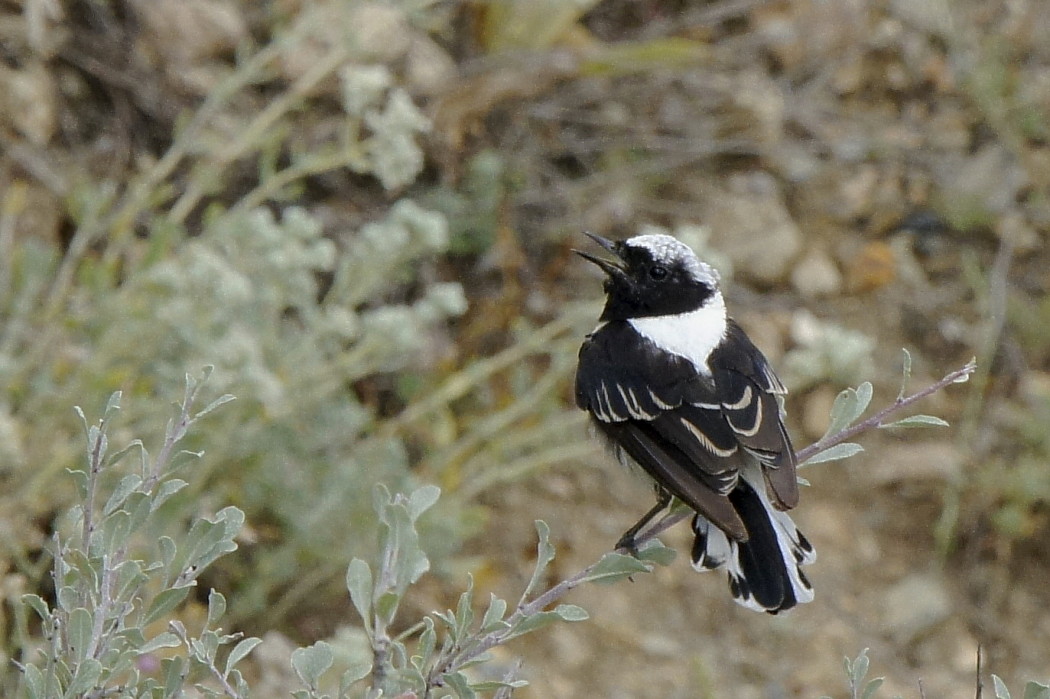 Finsch`s Wheatear
