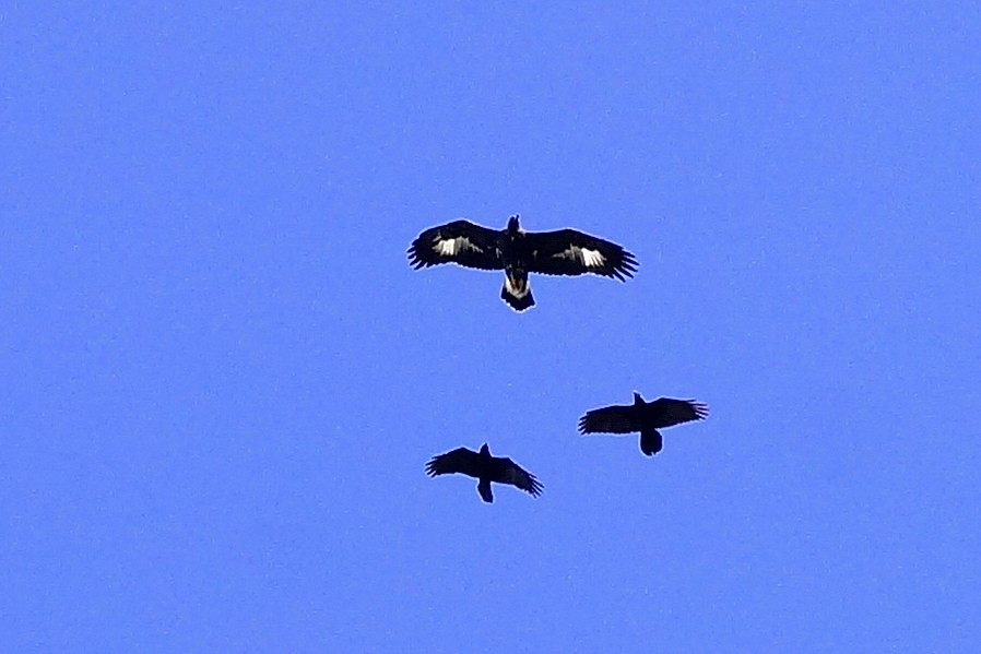 Golden Eagle