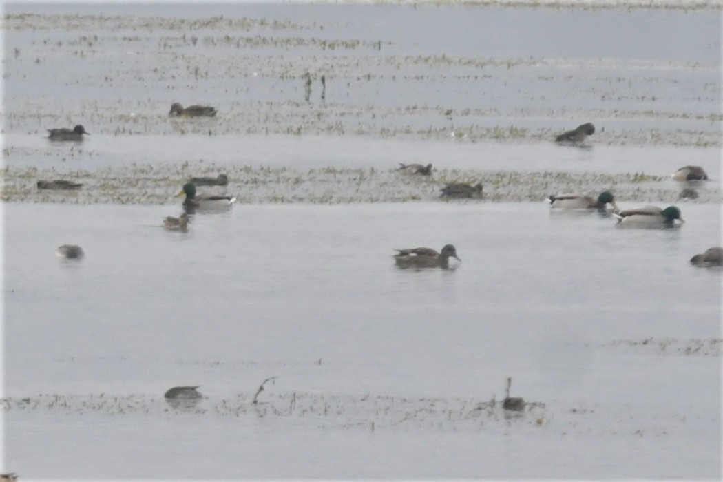 Gadwall