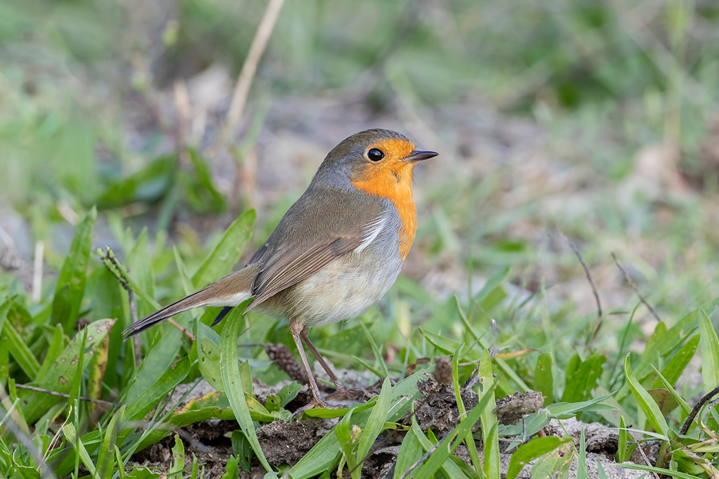 European Robin