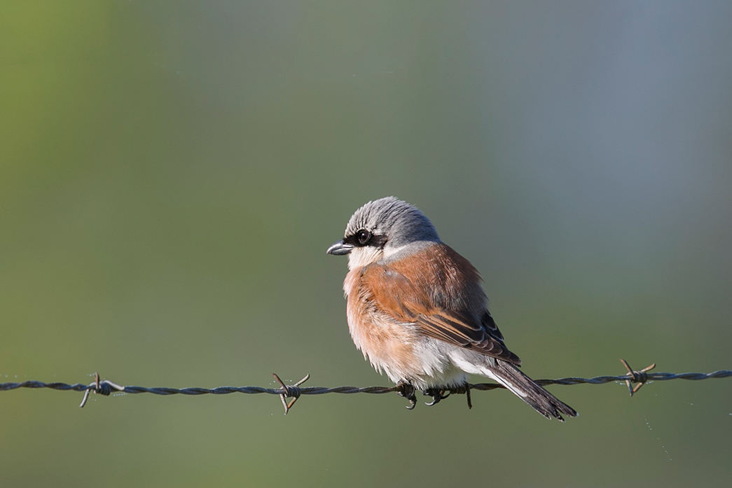 Red-backed Shrike