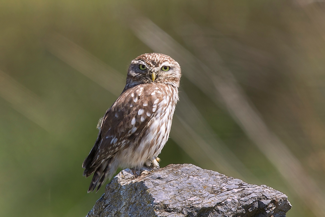 Little Owl