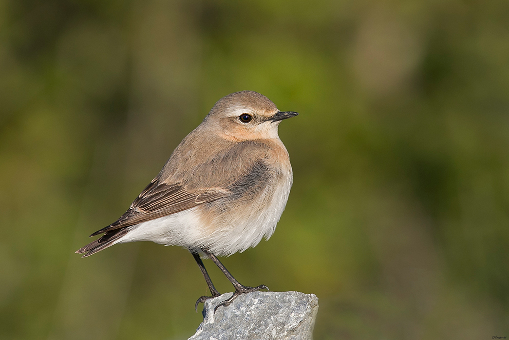 Northern Wheatear