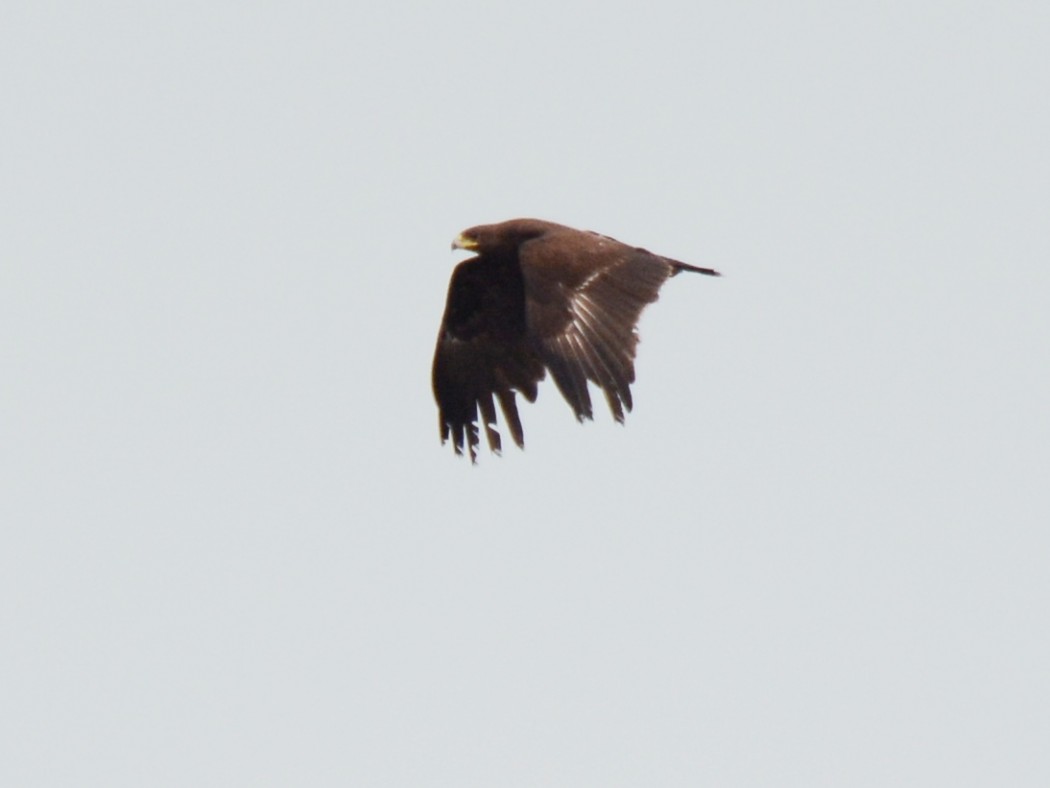 Greater Spotted Eagle