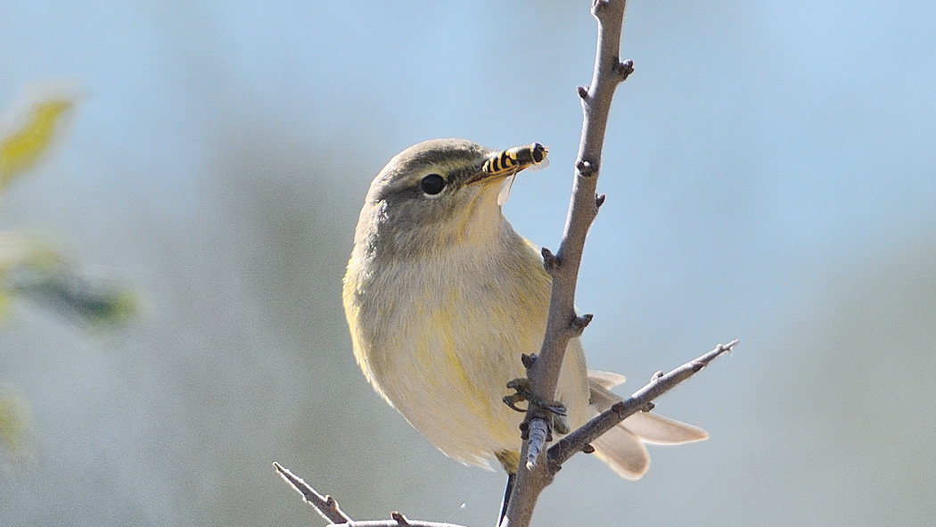Common Chiffchaff