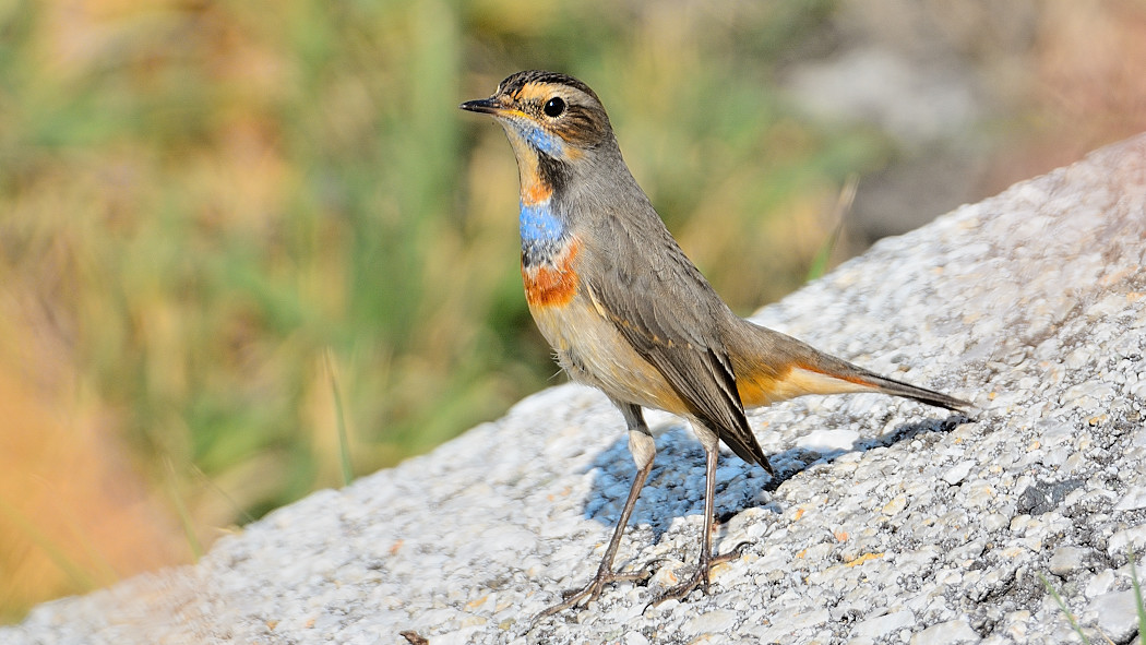 Bluethroat