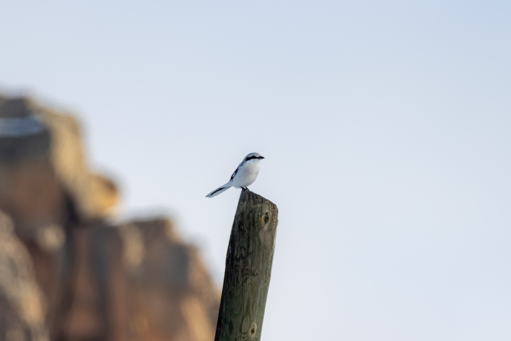 Great Grey Shrike