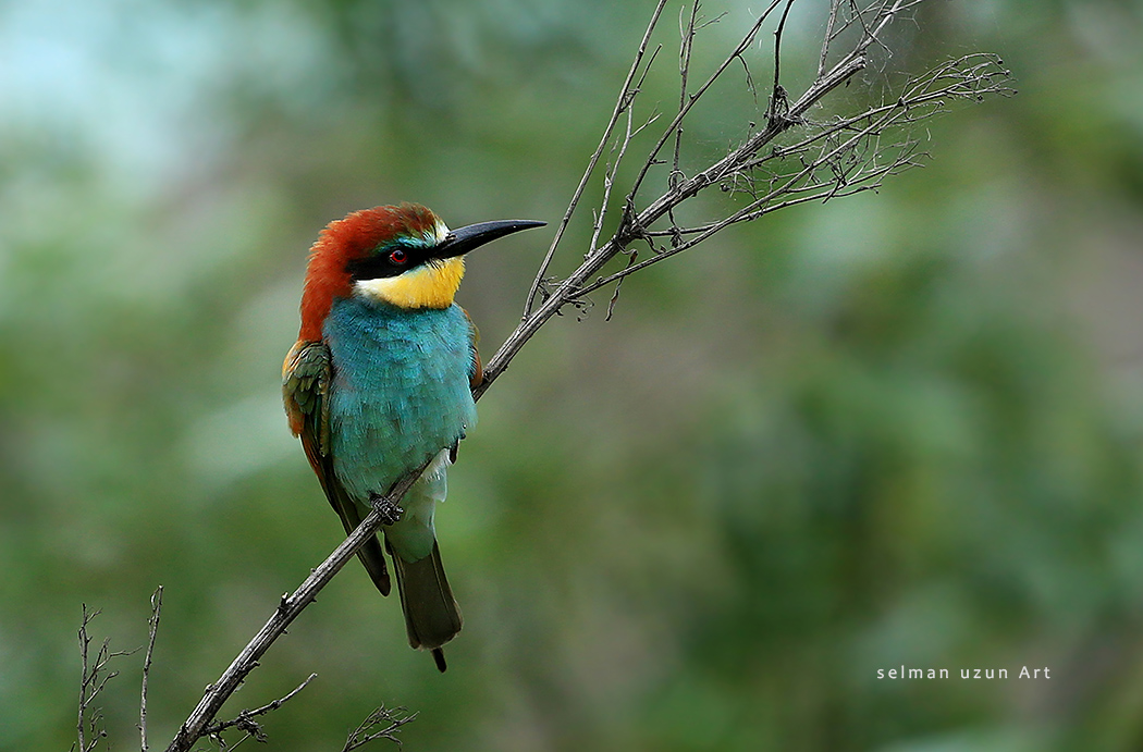 European Bee-eater