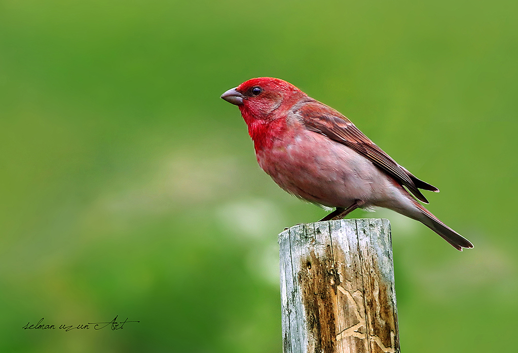 Common Rosefinch