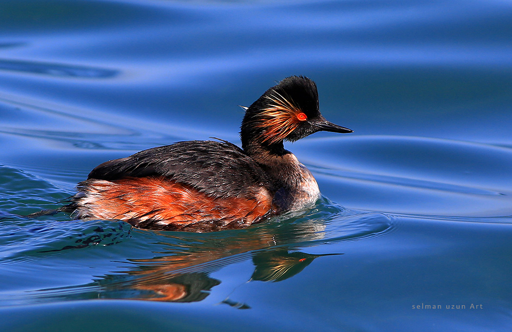 Black-necked Grebe