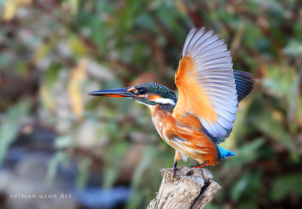 Common Kingfisher