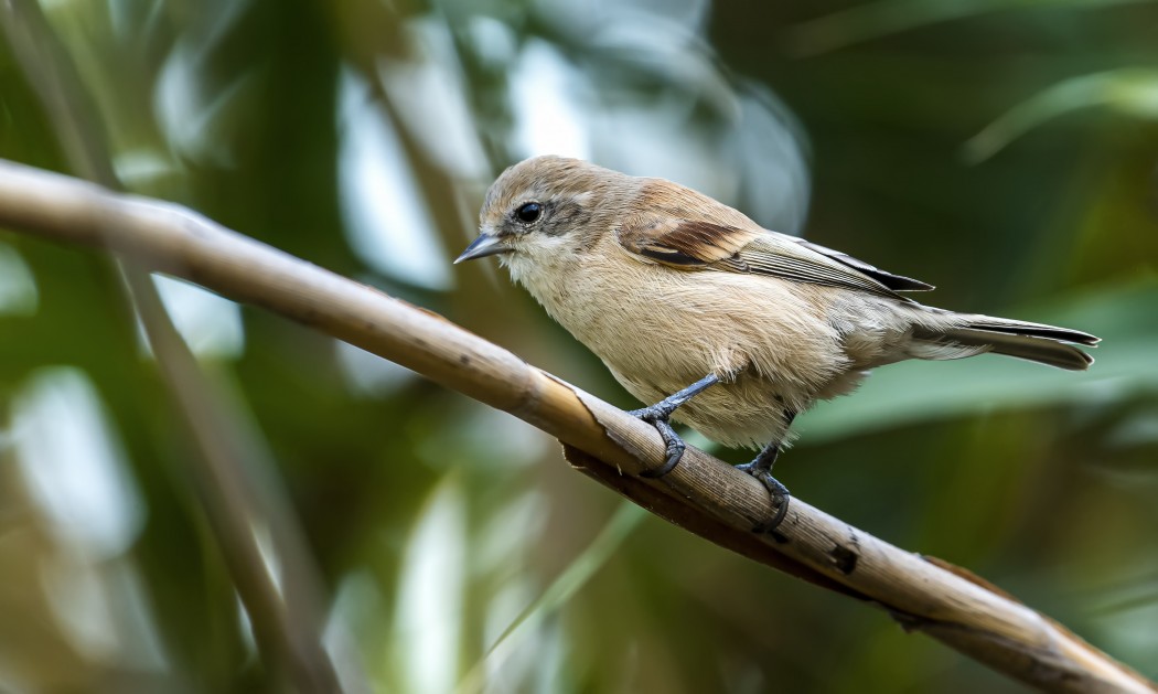 Eurasian Penduline Tit