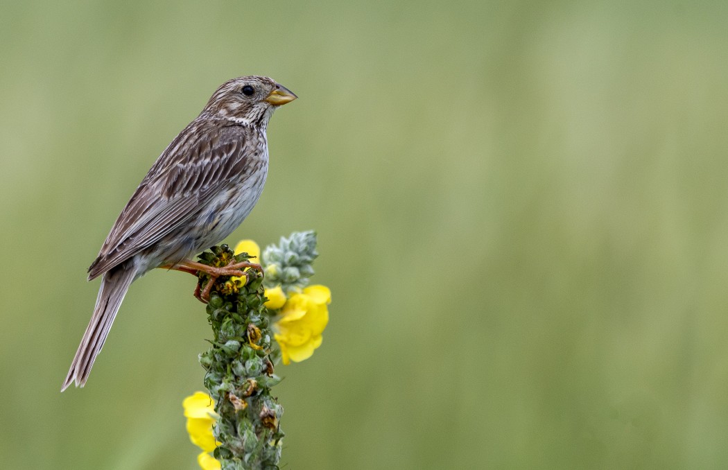 Corn Bunting