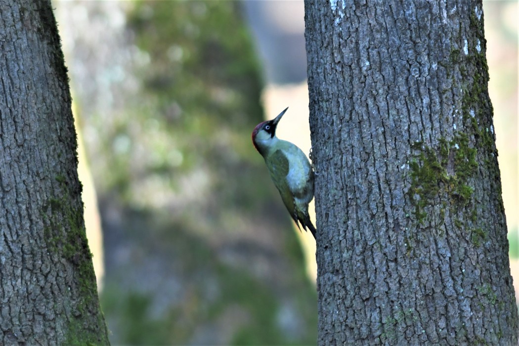 European Green Woodpecker