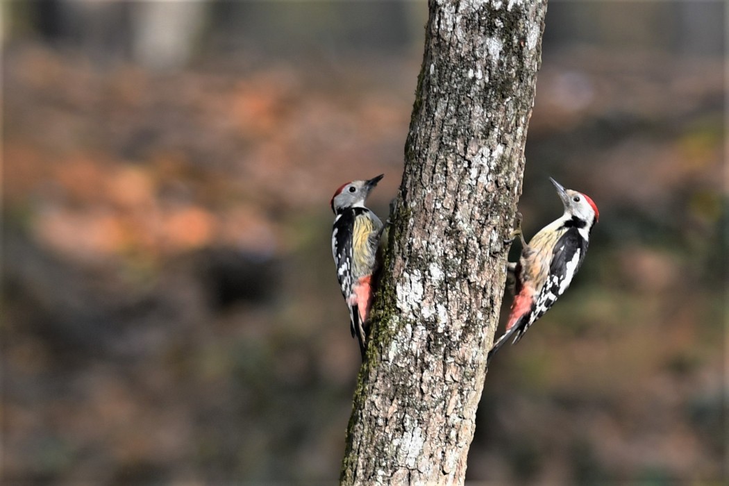 Middle Spotted Woodpecker