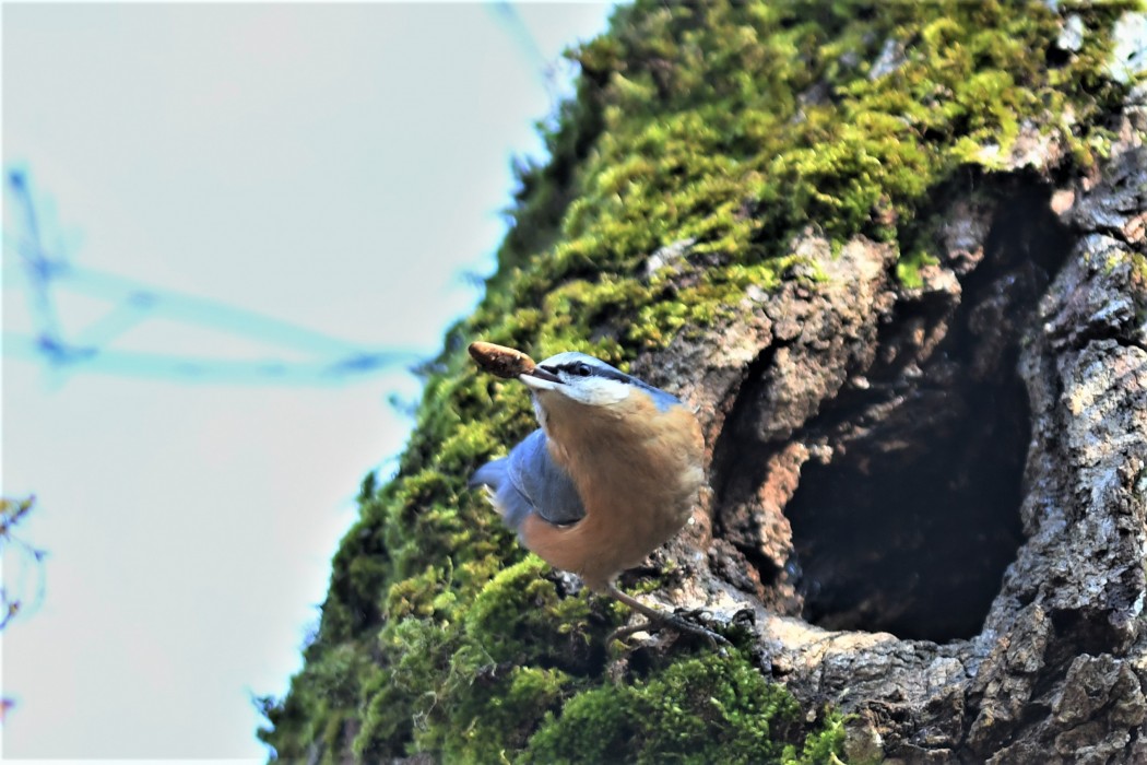 Eurasian Nuthatch