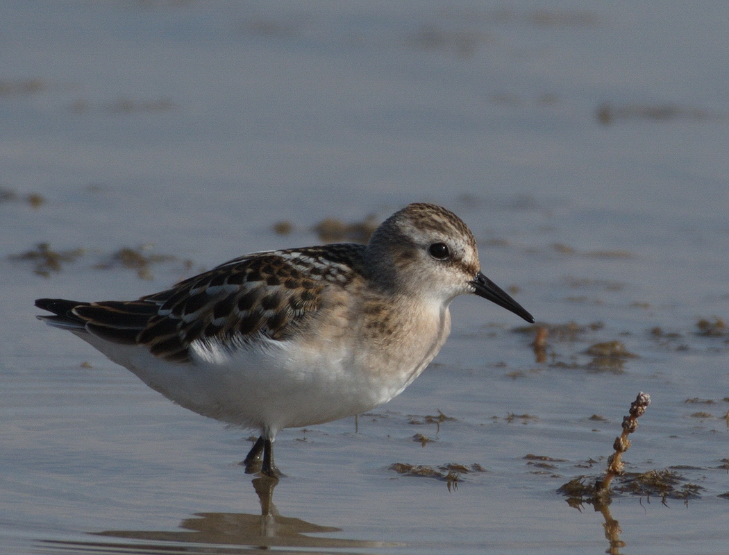 Little Stint