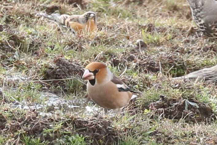 Hawfinch