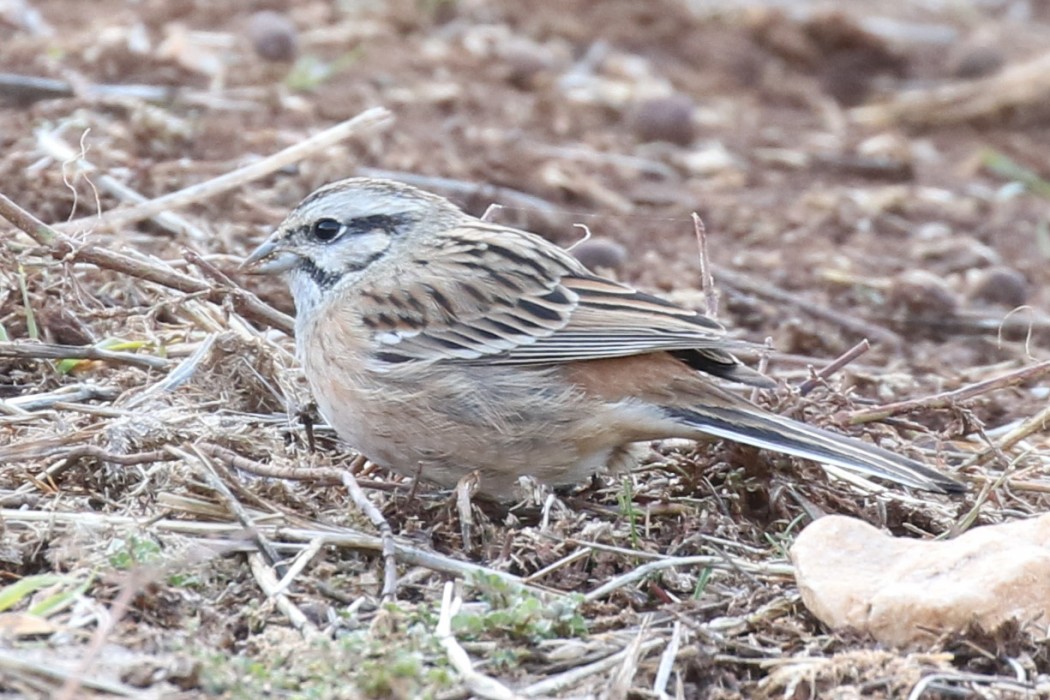 Rock Bunting