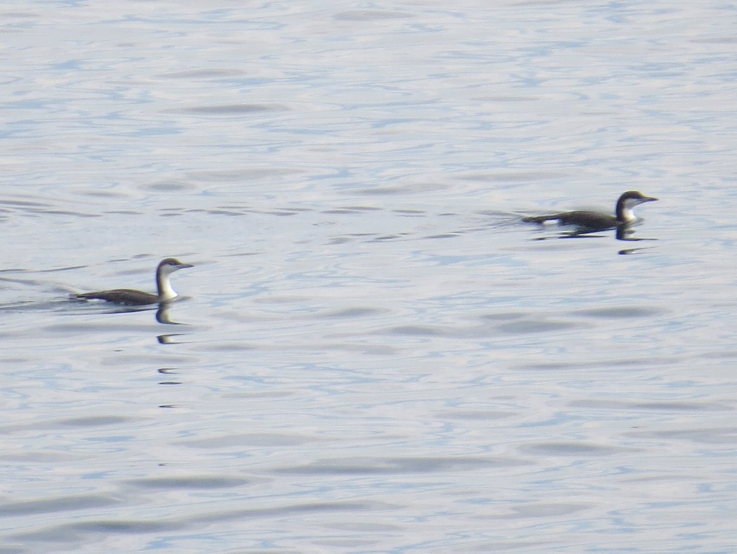 Black-throated Loon