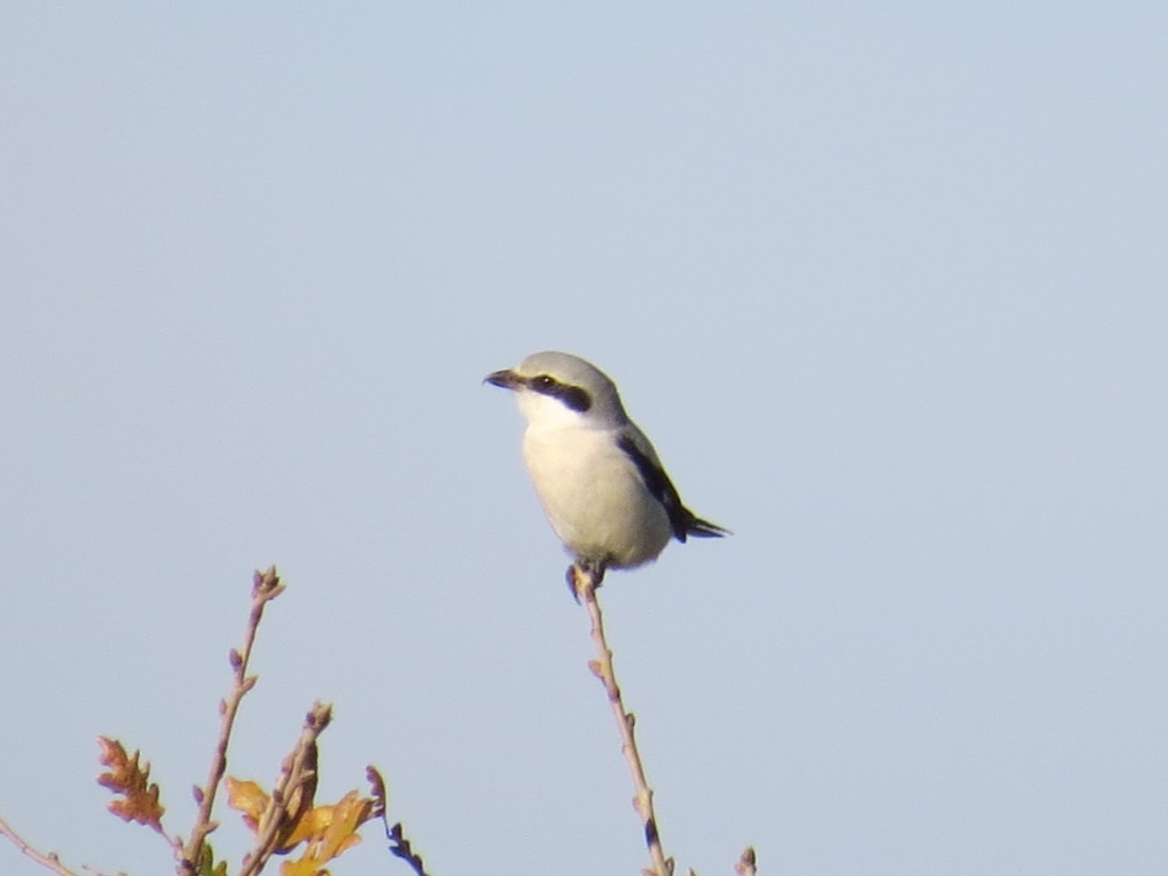 Great Grey Shrike
