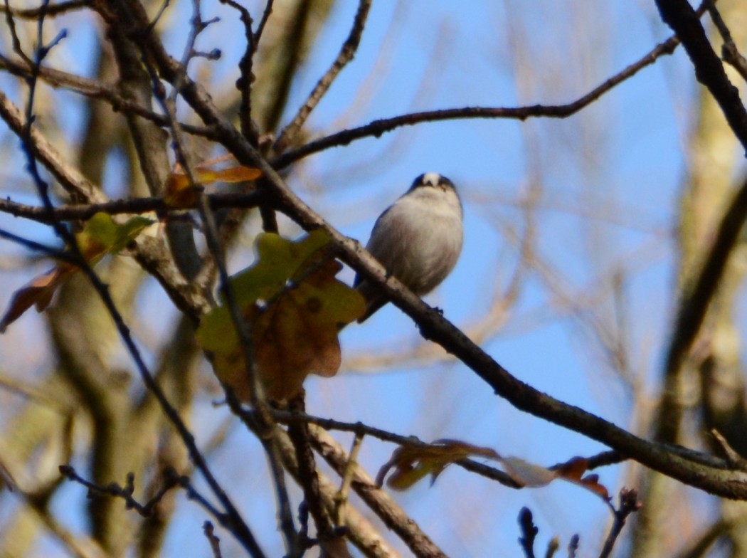 Long-tailed Tit