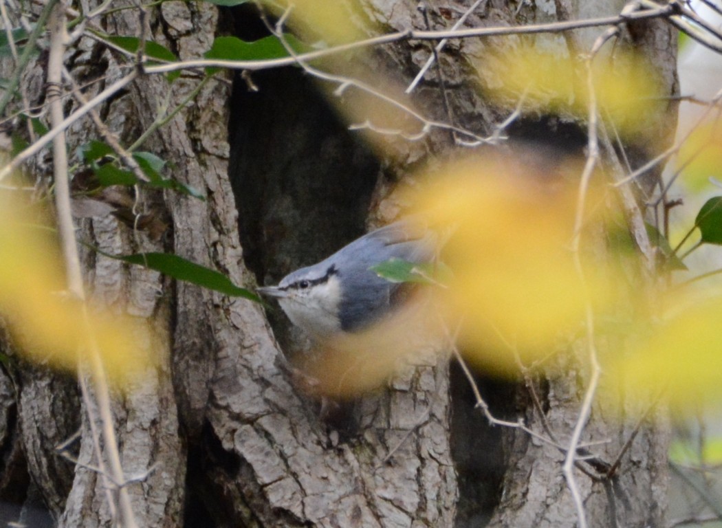Eurasian Nuthatch